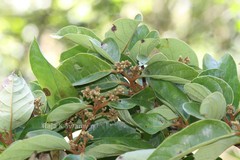 Cryptocarya beddomei